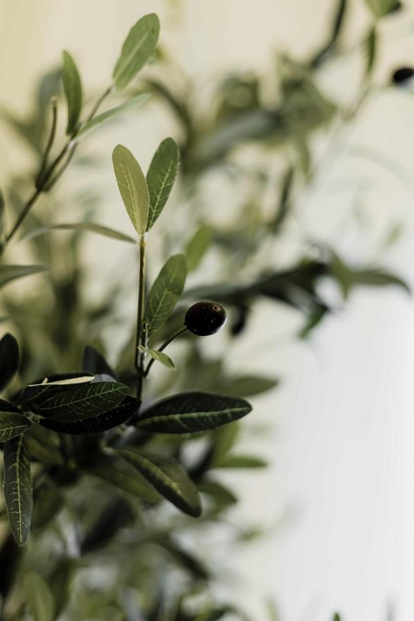 Апартаменты Olive Koukaki Афины Экстерьер фото